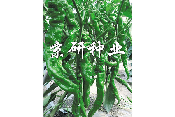 螺絲椒類型F1