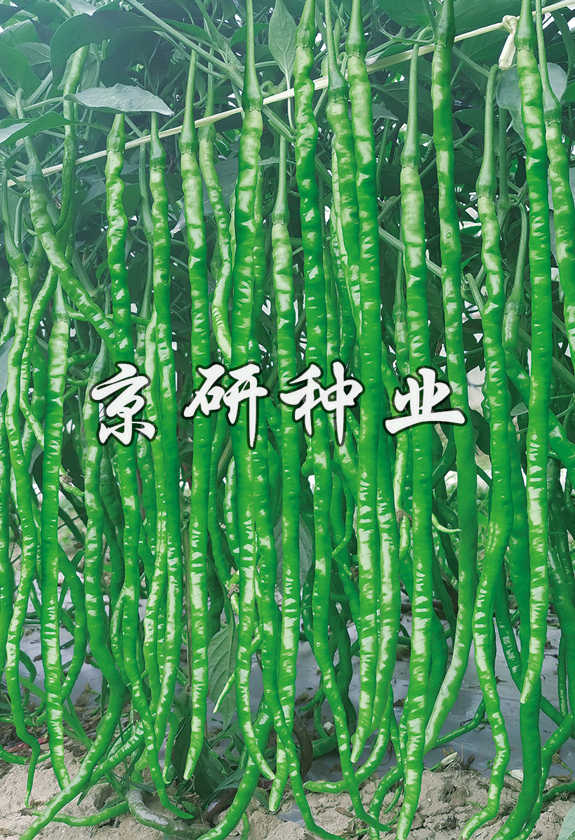 京美長(zhǎng)龍